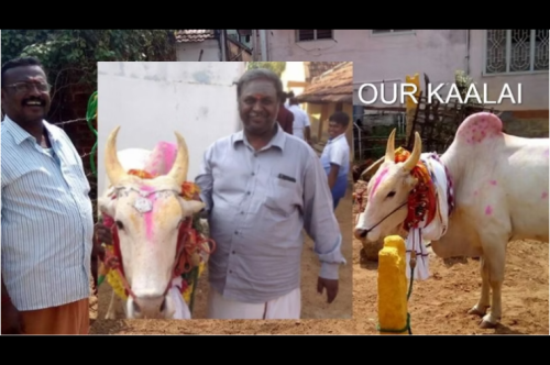 With our kaalai